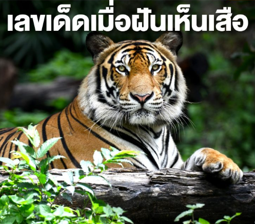 ฝันว่าเห็นเสือ ไขความลึกลับของนิมิตอันทรงพลังนี้